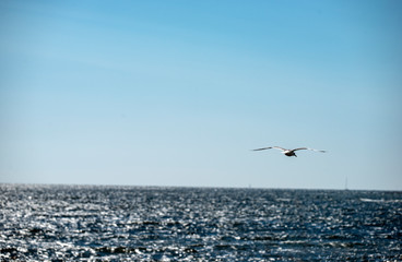 Fototapeta na wymiar bird at the sea, norrland, sweden