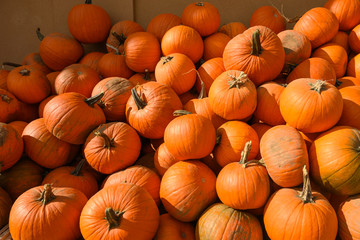 many yellow pumpkins for sale, background for halloween