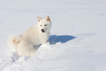 white shiba inu dog plays on snow