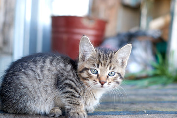 Naklejka na ściany i meble Grey striped kitten plays in grass