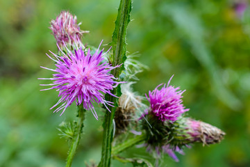The blooming medicinal plant burdock or edible burdock flowers (arctium lappa, gobo, edible burdock, happy major, beggar's buttons, thorny, burr, greater burdock).