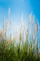 Reed in Nature Blooming