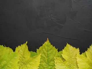 Yellow autumn grape leaves laid out in a row on a black stone background. View from above. Copy space