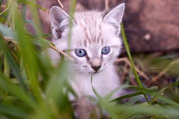Naklejka na ściany i meble White kitten plays in grass