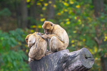 two friendship rhesus macaques on a tree