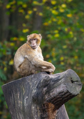 a rhesus macaque sitting on a tree