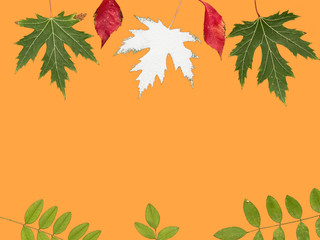Autumn leaves of maple acacia and willow on an orange background. Isolated leaves. Top view. Copy space is located between the leaves on the central part of the background.