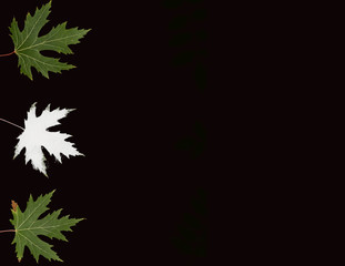 Three autumn leaves of maple, green and white against a black background. Top view. The copy space is located to the right of the leaves.