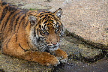 portrait of a bengal tiger
