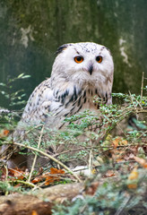 a rare snowy owl standing onn a branch