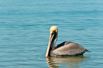 Front view, long distance of a single brown pelican swimming in search of food near a tropical beach on the coast of the gulf of Mexico on a sunny, winter day