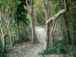  River side trail through regrowing Riparian forest