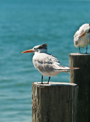 Front view, close distance of royal terns standing on wood pilings on a tropical beach on the gulf of Mexico on a sunny, winter morning