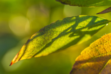 Sunlight shining on green leaf in park