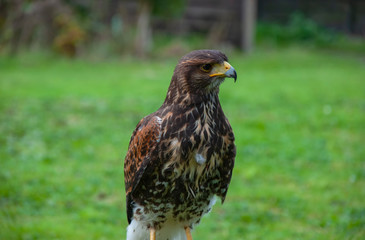 Close up of a Harris Hawk (Parabuteo unicinctus)