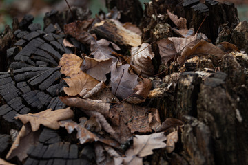 Old oak leaves on a charred stump