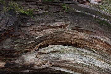 Texture of old tree trunks
