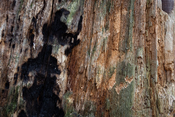 Texture of old tree trunks