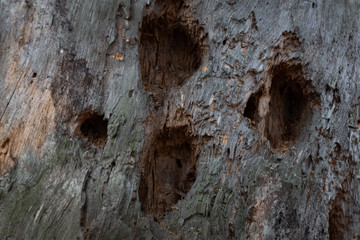 Texture of old tree trunks