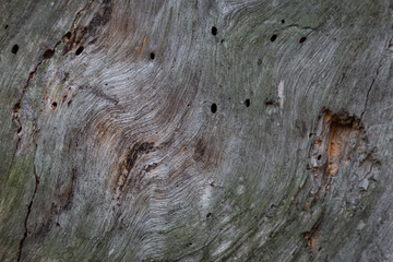 Texture of old tree trunks