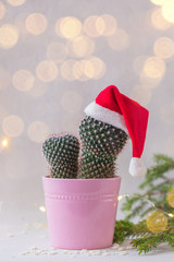 Cactus in Santa Claus hat, potted in pink, over the fir-tree branches background