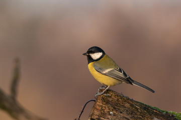 Beautiful nature scene with Great tit (Parus major). Wildlife shot of Great tit (Parus major) on branch. Great tit (Parus major) in the nature habitat.