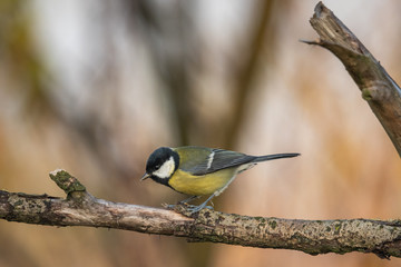 Beautiful nature scene with Great tit (Parus major). Wildlife shot of Great tit (Parus major) on branch. Great tit (Parus major) in the nature habitat.