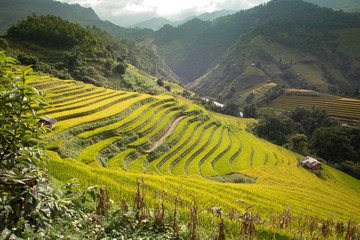 Rice fields on terraced of Mu Cang Chai, YenBai, Vietnam.