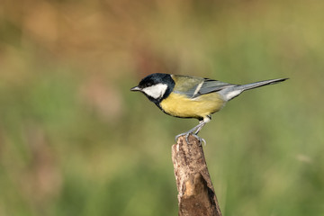 Naklejka premium Beautiful nature scene with Great tit (Parus major). Wildlife shot of Great tit (Parus major) on branch. Great tit (Parus major) in the nature habitat.