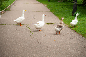 Obraz premium Flock of geese crossing the country road