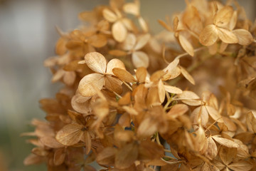 Withered hydrangea flowers in the autumn in the garden
