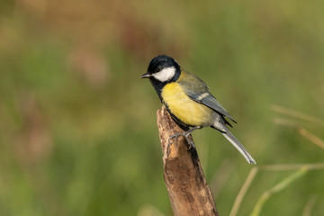 Beautiful nature scene with Great tit (Parus major). Wildlife shot of Great tit (Parus major) on branch. Great tit (Parus major) in the nature habitat.