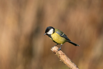 Beautiful nature scene with Great tit (Parus major). Wildlife shot of Great tit (Parus major) on branch. Great tit (Parus major) in the nature habitat.