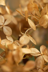 Withered hydrangea flowers in the autumn in the garden