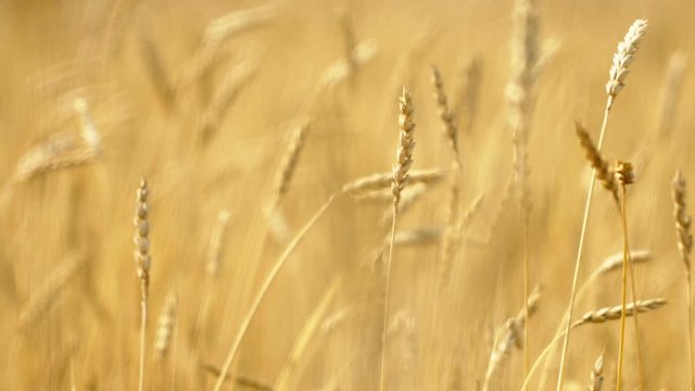 Close up of yellow barley plants in a wheat field at sunset
