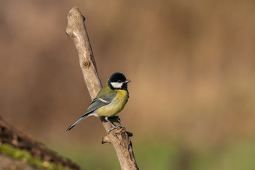 Fototapeta premium Beautiful nature scene with Great tit (Parus major). Wildlife shot of Great tit (Parus major) on branch. Great tit (Parus major) in the nature habitat.