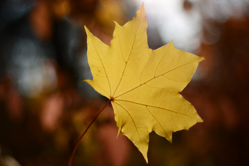 Obraz premium Yellow blurred maple leaf on blurred autumn background