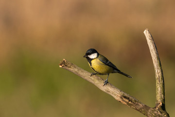 Beautiful nature scene with Great tit (Parus major). Wildlife shot of Great tit (Parus major) on branch. Great tit (Parus major) in the nature habitat.
