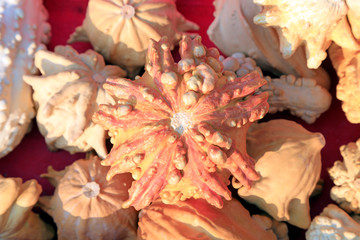 shape of the gourd is very strange