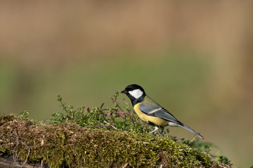 Beautiful nature scene with Great tit (Parus major). Wildlife shot of Great tit (Parus major) on branch. Great tit (Parus major) in the nature habitat.
