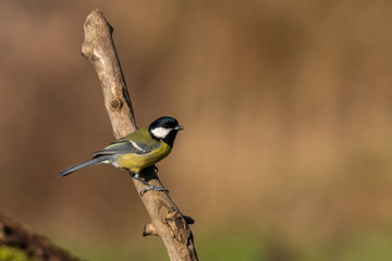 Beautiful nature scene with Great tit (Parus major). Wildlife shot of Great tit (Parus major) on branch. Great tit (Parus major) in the nature habitat.