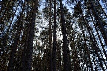 trees in forest