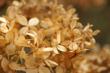 Withered hydrangea flowers in the autumn in the garden