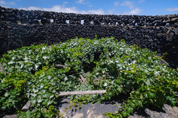 El Grifo wine yards on black volcanic rocks on Lanzarote