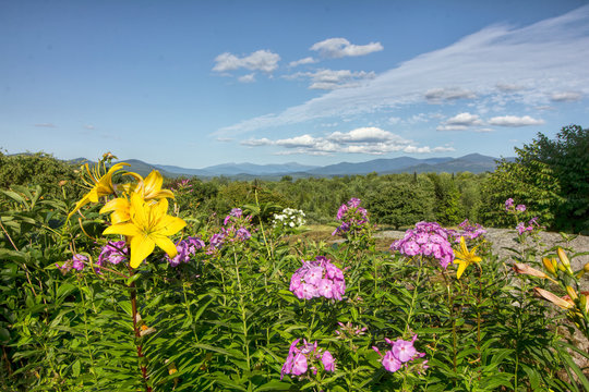 Colorful Flowers and the White Mountains