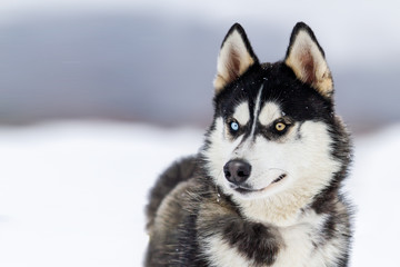 beautiful husky with different eyes on a background of a winter landscape