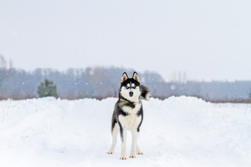 beautiful husky with different eyes stands proudly in the snow