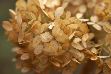 Withered hydrangea flowers in the autumn in the garden