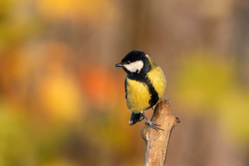 Beautiful nature scene with Great tit (Parus major). Wildlife shot of Great tit (Parus major) on branch. Great tit (Parus major) in the nature habitat.