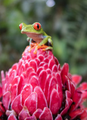Costa Rican Red Eyed Tree Frog (Agalychnis callidryas). Frogs Heaven, Costa Rica, Central America.